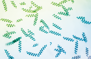 Spirulins provenant de la spiruline Novalga