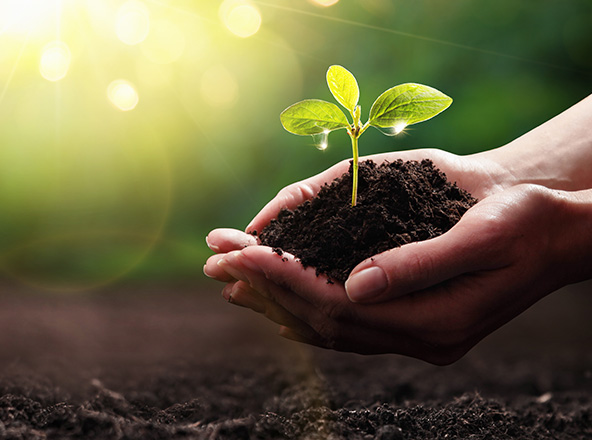 Main tenant une plante (écoresponsable)